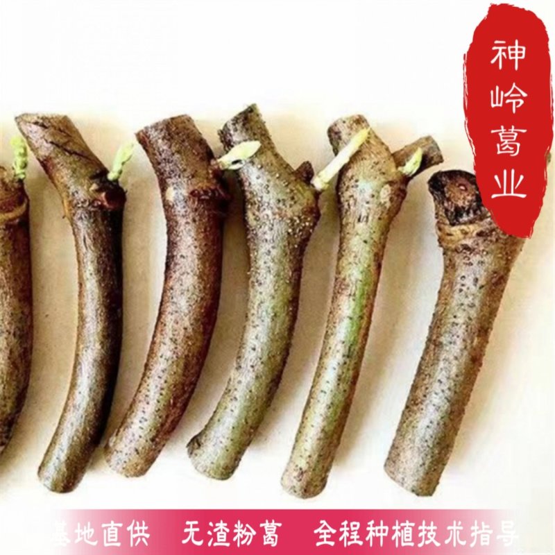 葛根种苗藤县无渣葛根苗精选二代苗10棵/件起包邮