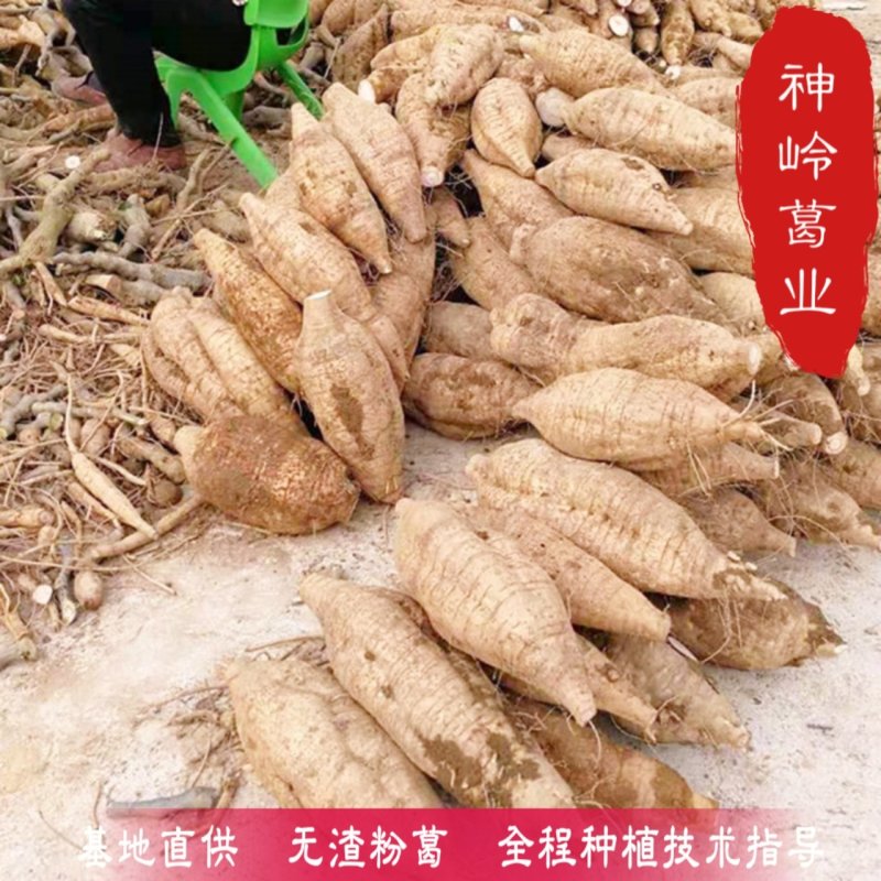 粉葛种苗高产二代苗优质无渣产量高粉葛基地直供