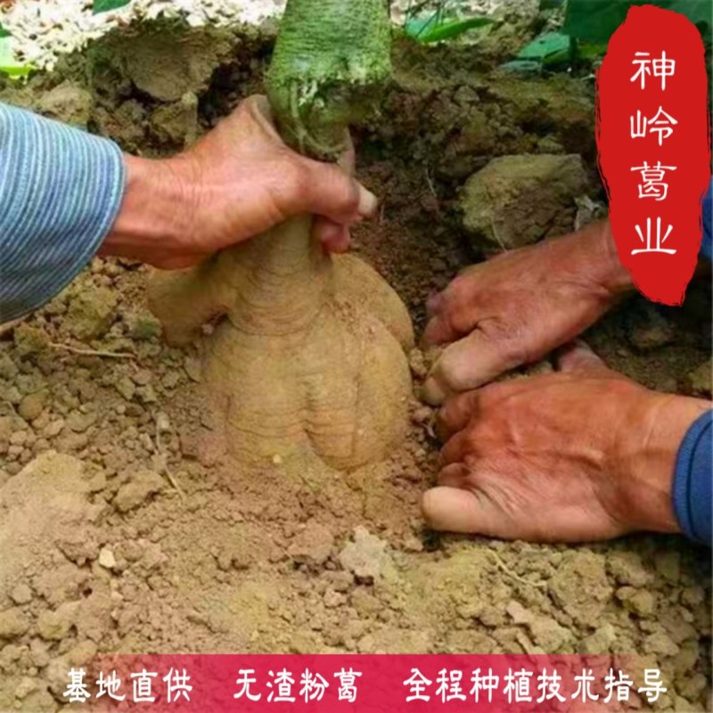 粉葛种苗高产二代苗优质无渣产量高粉葛基地直供