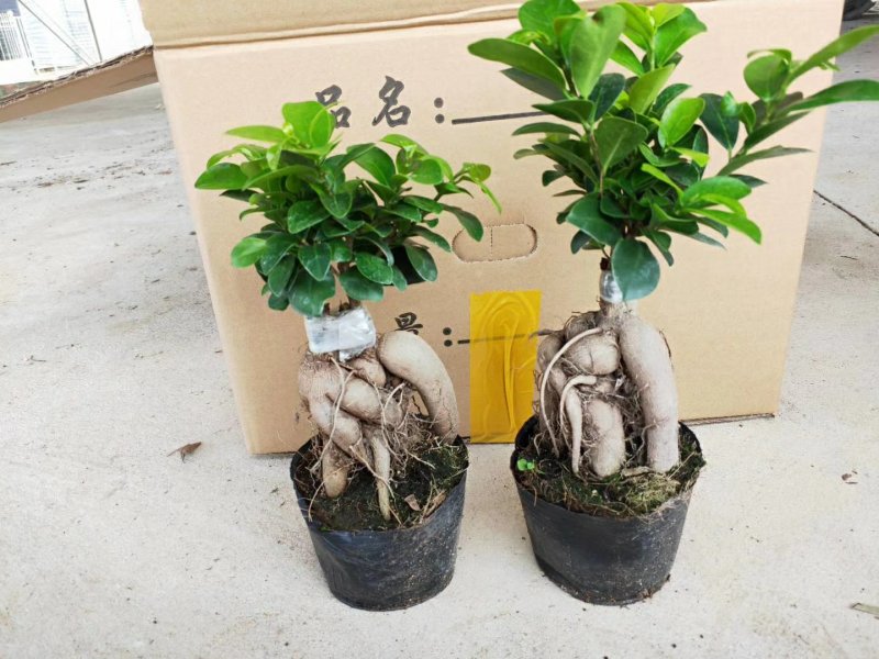 人参榕盆景一手货源，量大从优货物保证新鲜