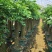 观叶植物发财树基地直发量大从优/欢迎下单咨询