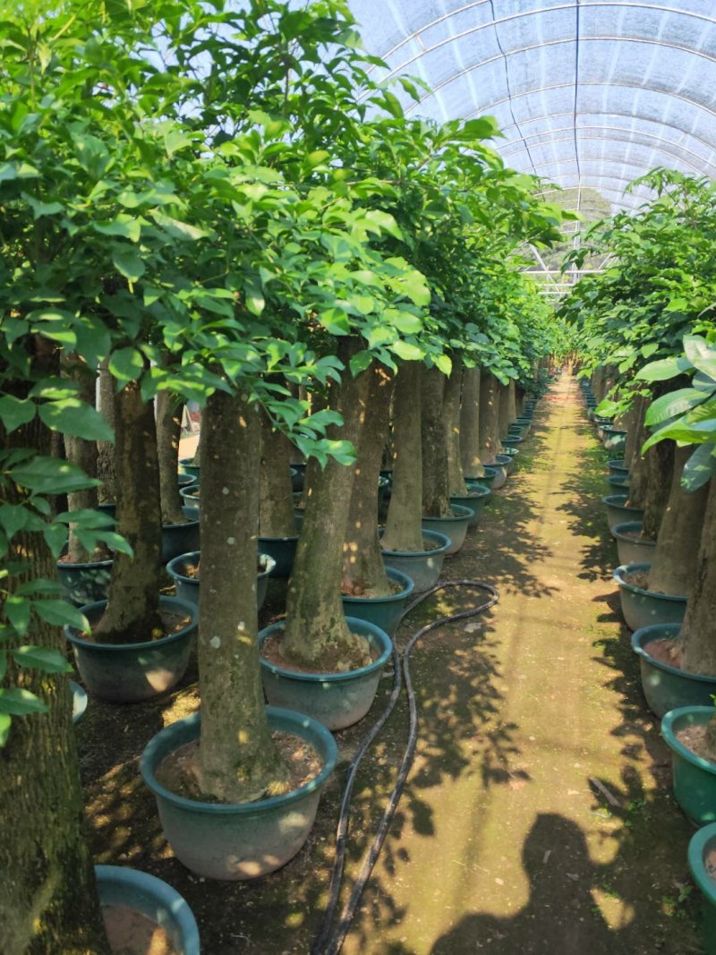 观叶植物发财树基地直发量大从优/欢迎下单咨询