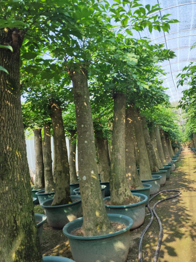 观叶植物发财树基地直发量大从优/欢迎下单咨询