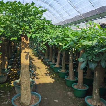 观叶植物发财树基地直发量大从优/欢迎下单咨询