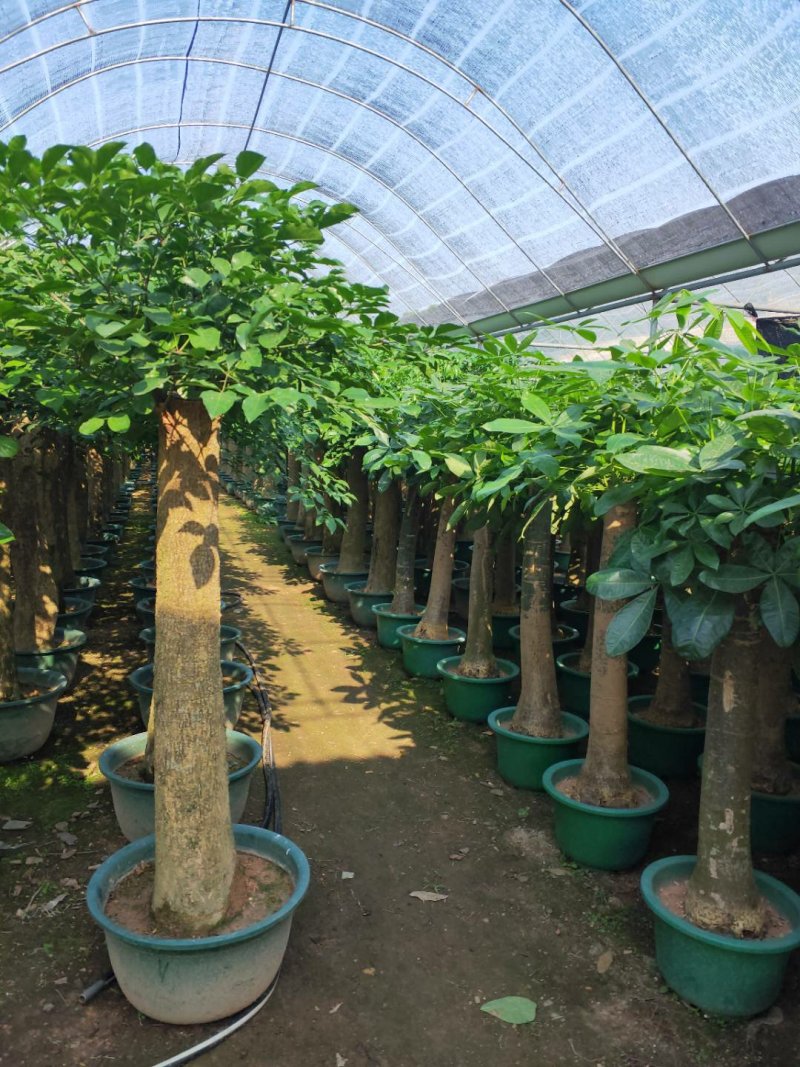 观叶植物发财树基地直发量大从优/欢迎下单咨询