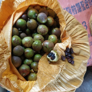 大量供应老山茶，诚信商家，出油率高油质好