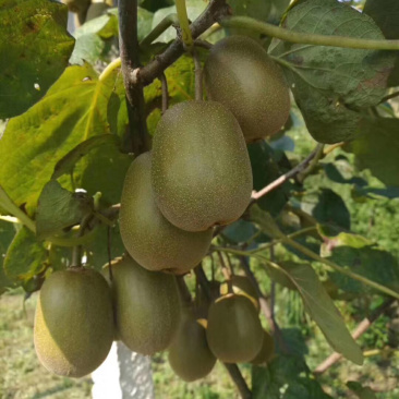 湘西绿心猕猴桃米良品种口感细腻鲜美爽口糖度高