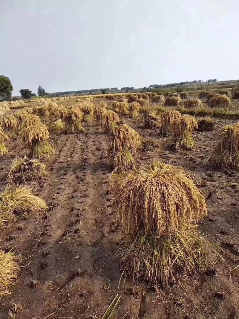 稻花香二号大米自产自销