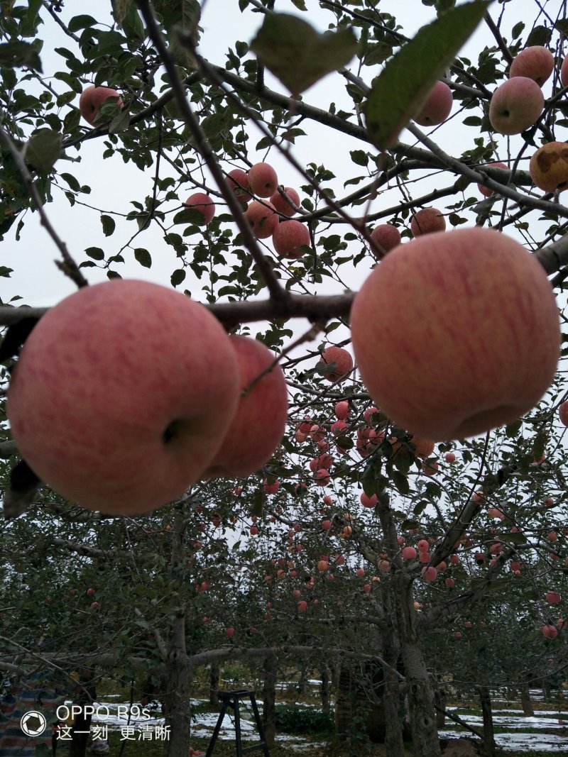 甘肃红富士苹果