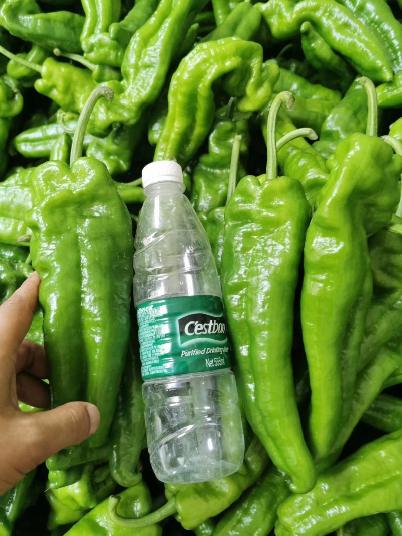 我们产区现有十多万亩辣椒，每天大量供应。