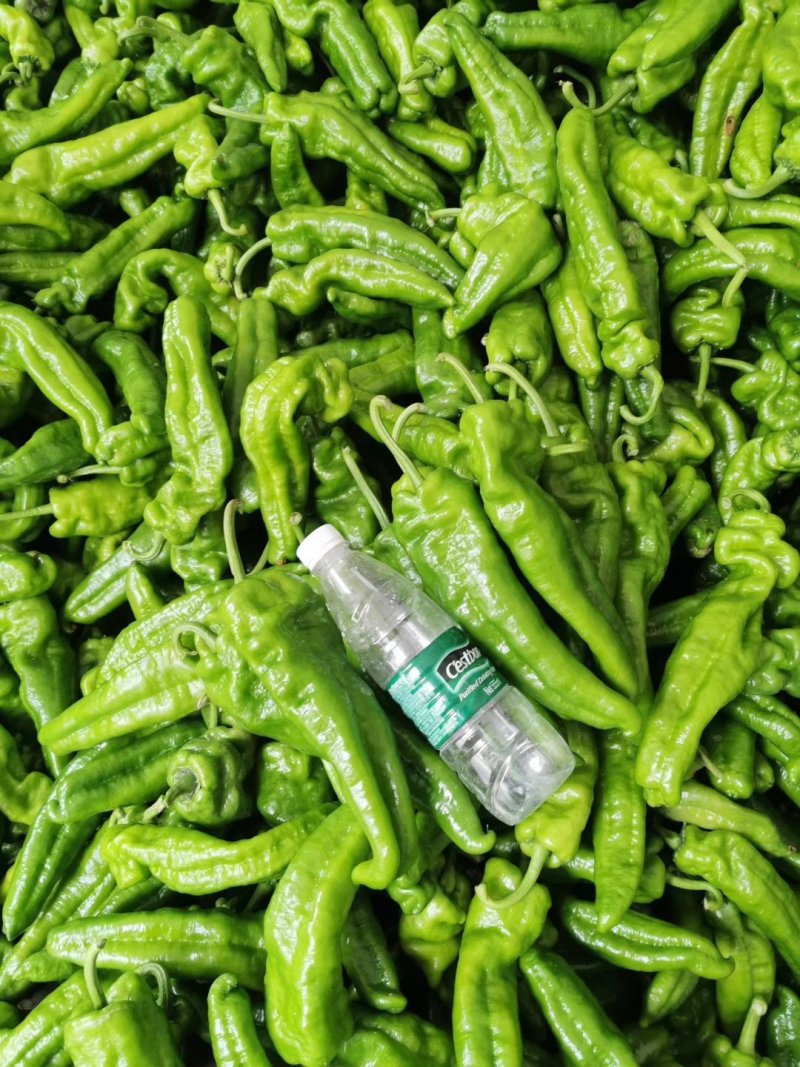 我们产区现有十多万亩辣椒，每天大量供应。