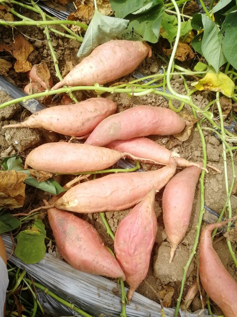烟薯25，烤红薯，蜜薯基地直发价格优惠电商批发欢迎来电