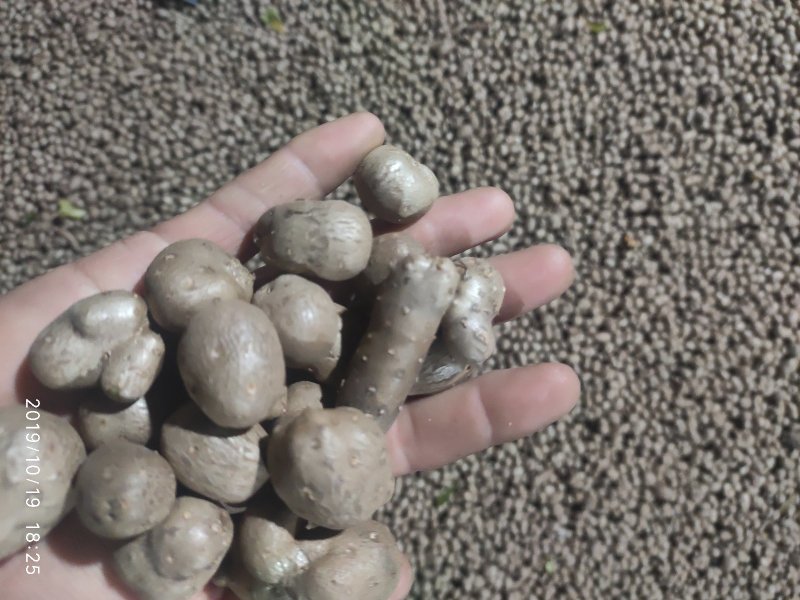 山药豆产地直供山药豆白玉山药豆潍坊产地直供