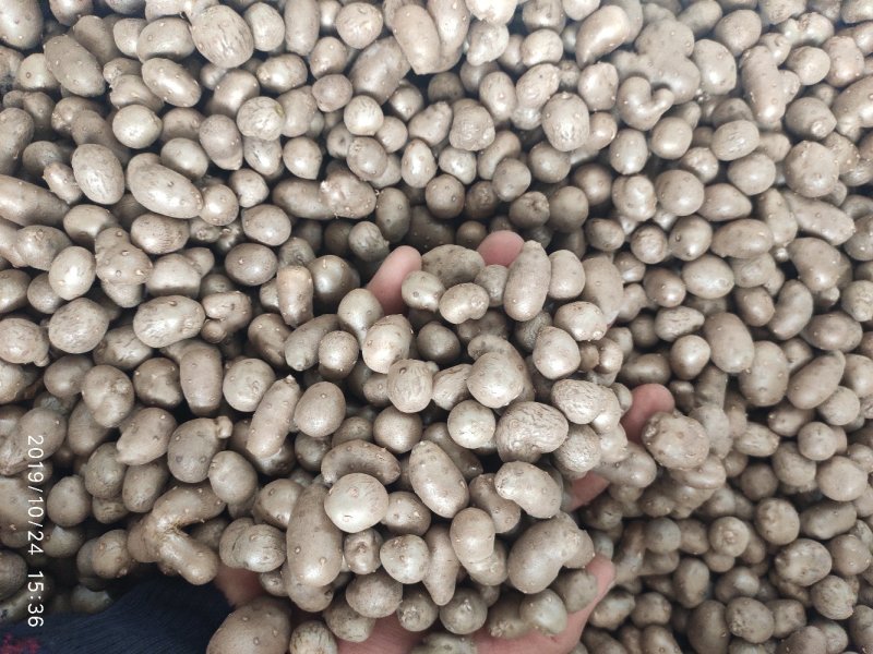 山药豆产地直供山药豆白玉山药豆潍坊产地直供