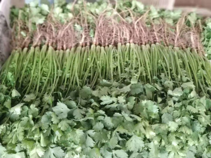 【聊城铁杆清香菜】基地直发一手货源现挖现发视频看货