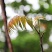 红油香椿种子速生香椿红香椿树种籽四季易种红叶香春芽菜蔬菜