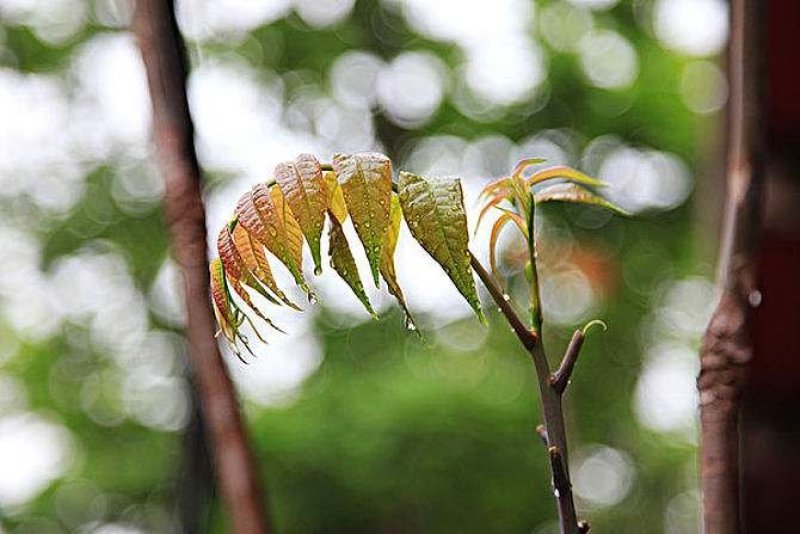 红油香椿种子速生香椿红香椿树种籽四季易种红叶香春芽菜蔬菜
