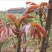 红油香椿种子速生香椿红香椿树种籽四季易种红叶香春芽菜蔬菜