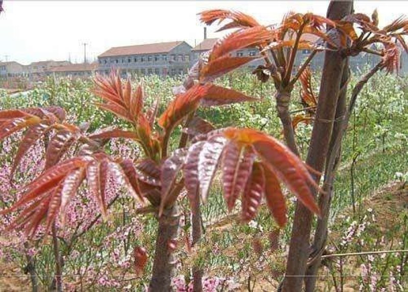 红油香椿种子速生香椿红香椿树种籽四季易种红叶香春芽菜蔬菜