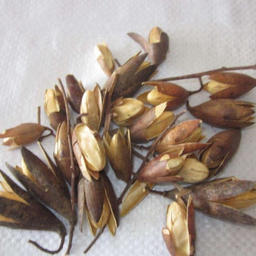 红油香椿种子速生香椿红香椿树种籽四季易种红叶香春芽菜蔬菜
