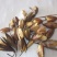 红油香椿种子速生香椿红香椿树种籽四季易种红叶香春芽菜蔬菜