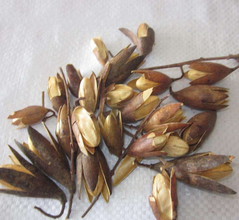 红油香椿种子速生香椿红香椿树种籽四季易种红叶香春芽菜蔬菜