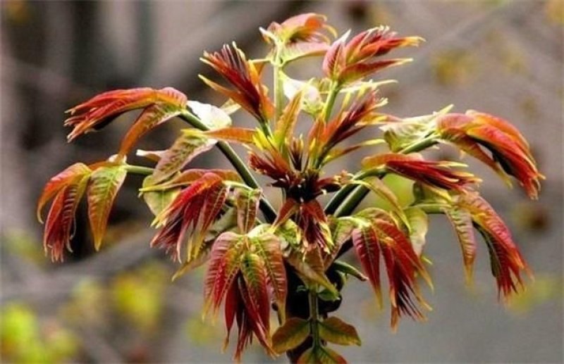 红油香椿种子速生香椿红香椿树种籽四季易种红叶香春芽菜蔬菜