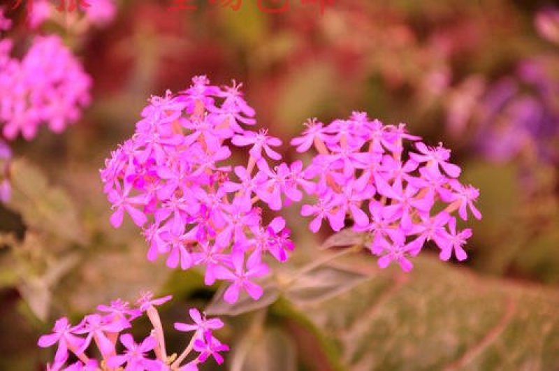 高雪伦籽种花卉景观绿化观赏花海公园庭院绿植