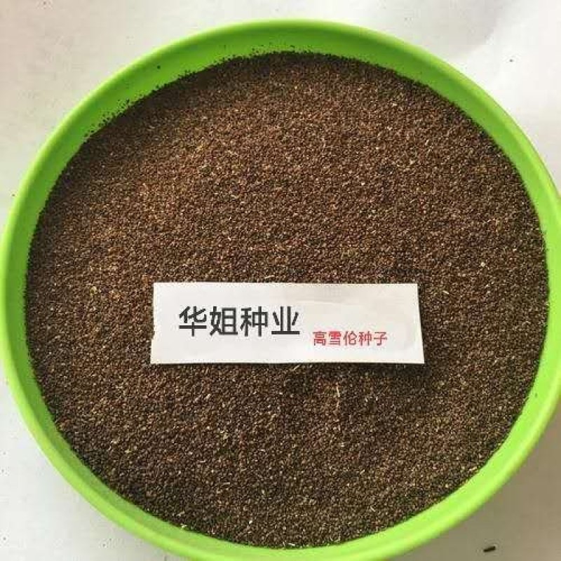 高雪伦籽种花卉景观绿化观赏花海公园庭院绿植