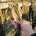 农家头菜干土特产广西
