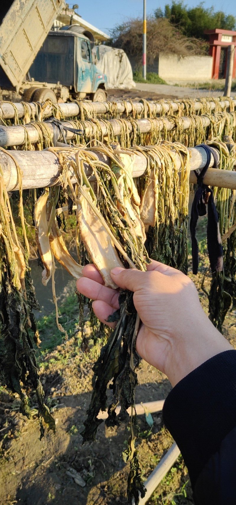 农家头菜干土特产广西