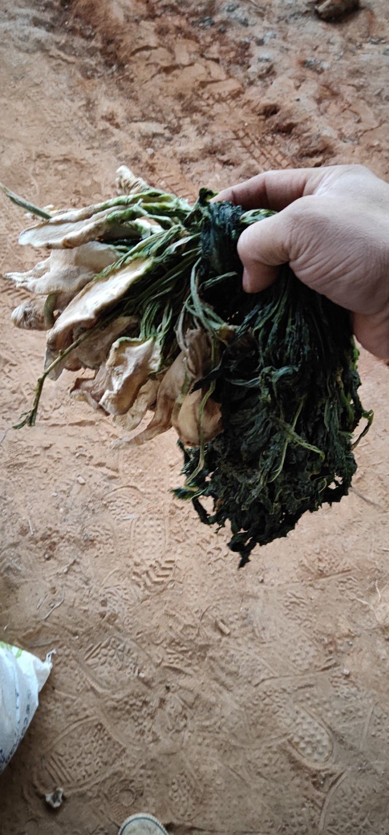 农家头菜干土特产广西