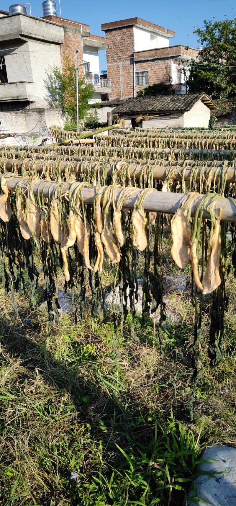 农家头菜干土特产广西