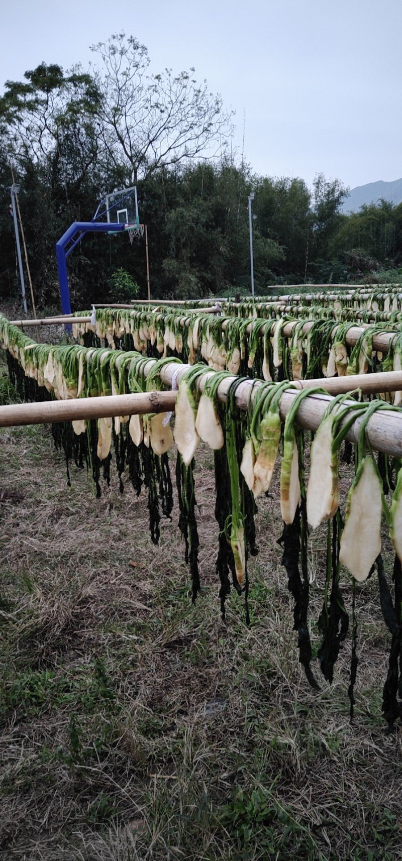 农家头菜干土特产广西