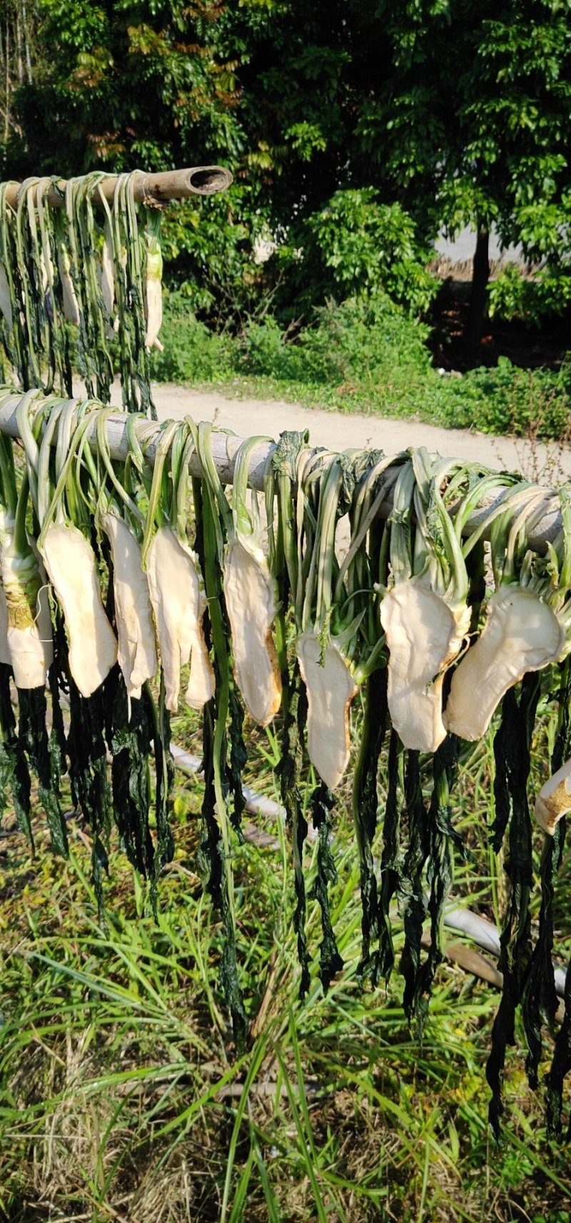 农家头菜干土特产广西