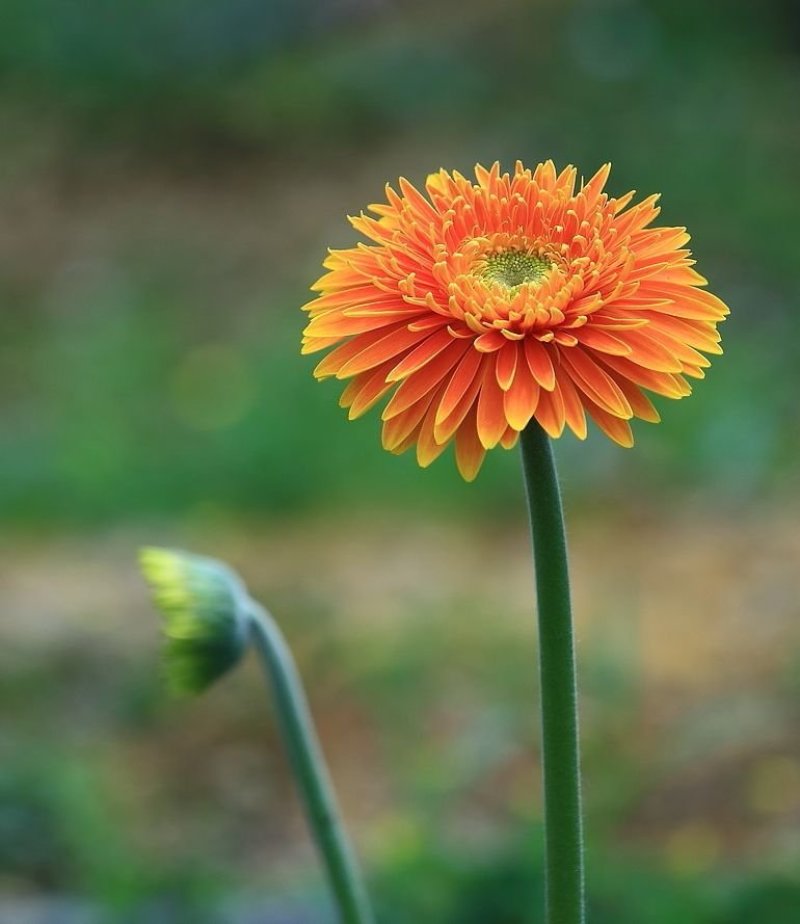 非洲菊种子