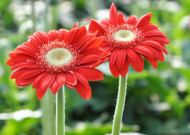 非洲菊种子