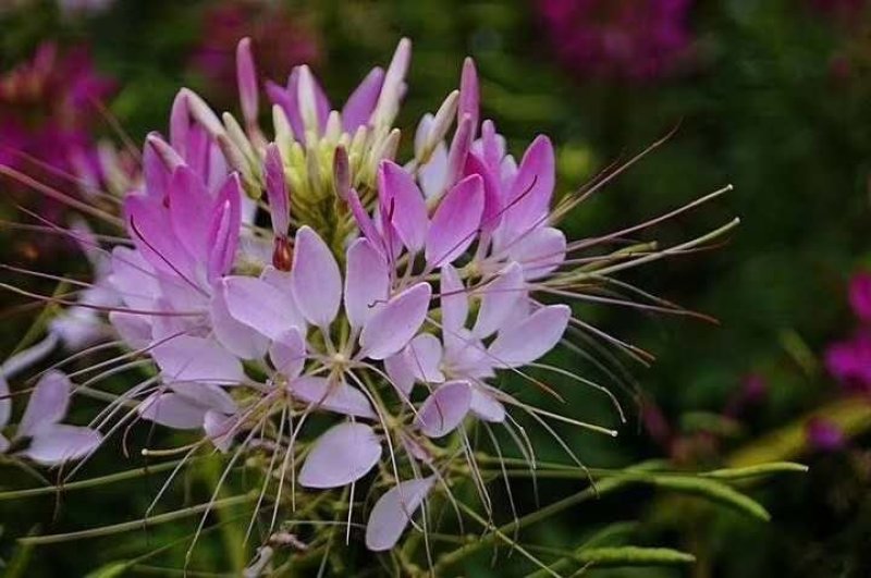 醉蝶花种子四季开花易种活庭院花卉种子