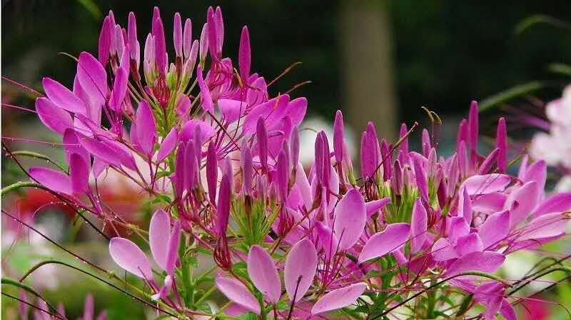 醉蝶花种子四季开花易种活庭院花卉种子