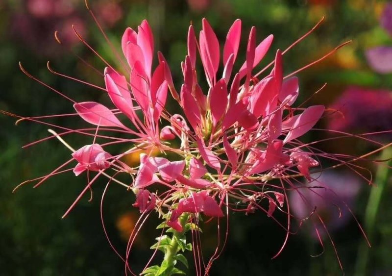 醉蝶花种子四季开花易种活庭院花卉种子
