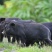 湖南溆浦藏香猪2680元/头—香猪天然放养产地直销