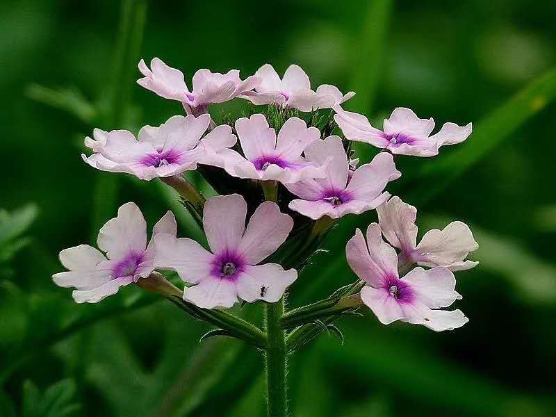 混色美女樱种子观花四季盆栽垂吊美女樱花籽花海草花种籽四季