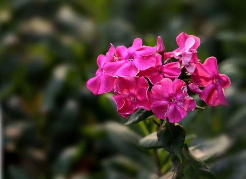 混色美女樱种子观花四季盆栽垂吊美女樱花籽花海草花种籽四季