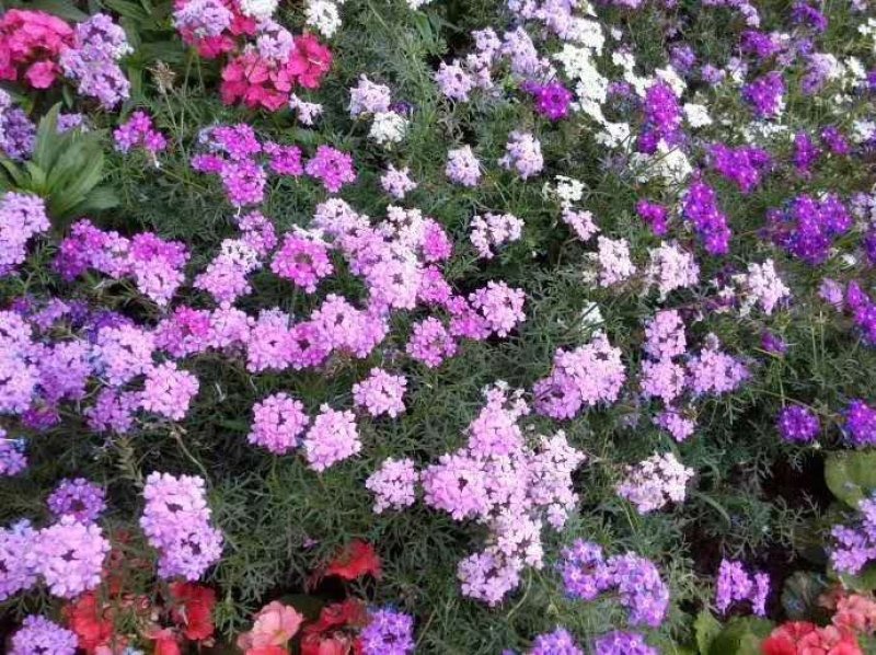 混色美女樱种子观花四季盆栽垂吊美女樱花籽花海草花种籽四季
