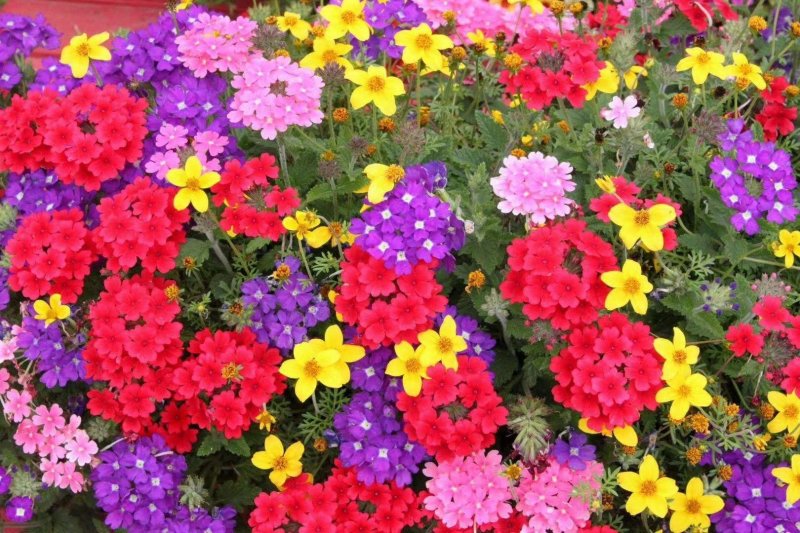 混色美女樱种子观花四季盆栽垂吊美女樱花籽花海草花种籽四季