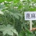 蓖麻种子四季易种易活药用价值可观产量高