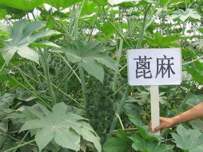 蓖麻种子四季易种易活药用价值可观产量高