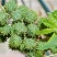 蓖麻种子四季易种易活药用价值可观产量高