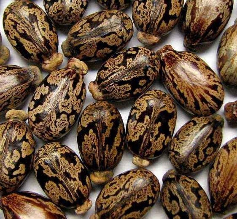 蓖麻种子四季易种易活药用价值可观产量高