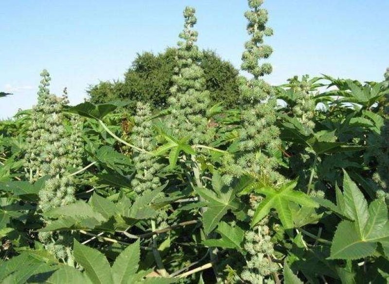 蓖麻种子四季易种易活药用价值可观产量高